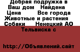 Добрая подружка,в Ваш дом!!!Найдена › Цена ­ 10 - Все города Животные и растения » Собаки   . Ненецкий АО,Тельвиска с.